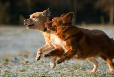 Brauche ich eine Hundehaftpflichtversicherung Haftpflicht Hunde Pflicht Bundesland Rasse Hundehaftpflicht