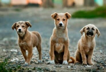 Hundeversicherungen Hundekrankenversicherungen die besten Anbieter für Hundeversicherungen