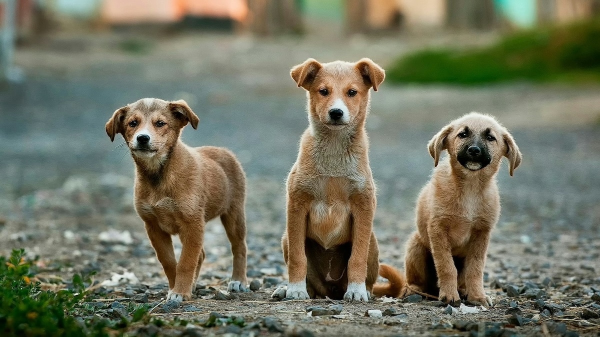 Hundeversicherungen Hundekrankenversicherungen die besten Anbieter für Hundeversicherungen