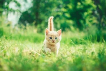 Gibt es Katzenversicherungen ohne Wartezeit Tierversicherung Wartezeit Katzenkrankenversicherung ohne Wartezeit