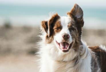 Petolo Hundeversicherung Hundeversicherung ohne Wartezeit