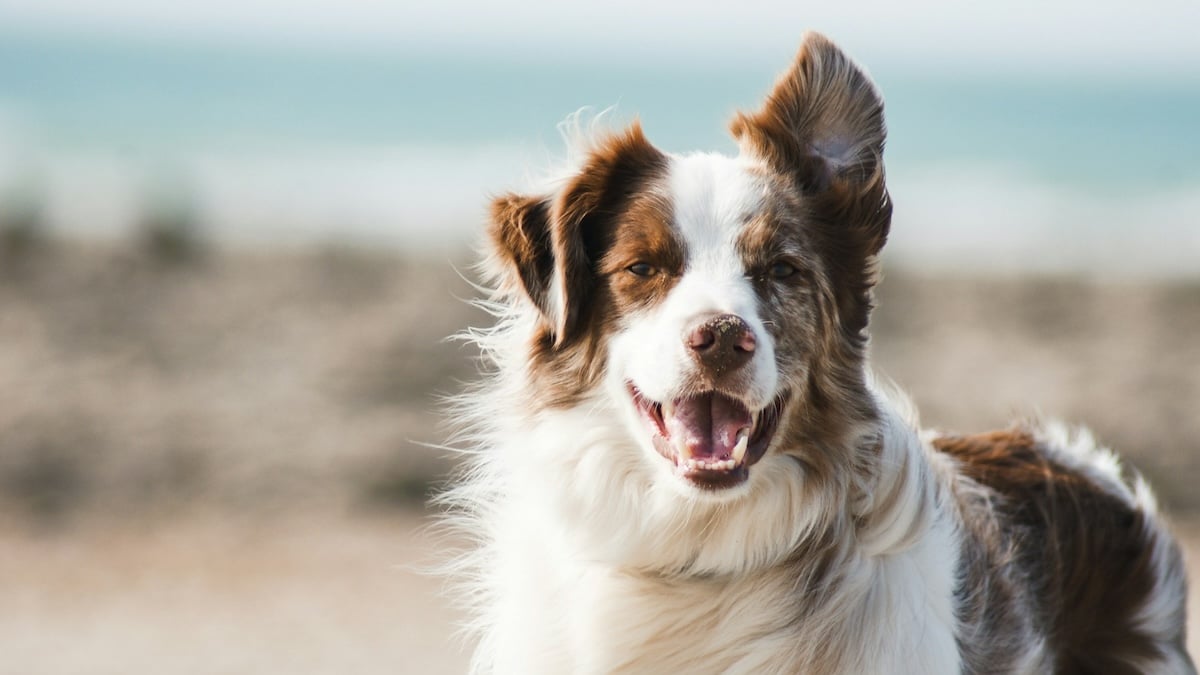 Petolo Hundeversicherung Hundeversicherung ohne Wartezeit