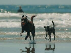 Tierversicherung Reiseversicherung für Hunde Reiseversicherung für Hunde und Katzen Tier im Ausland versichert Reiseversicherung für Tiere