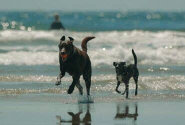 Tierversicherung Reiseversicherung für Hunde Reiseversicherung für Hunde und Katzen Tier im Ausland versichert Reiseversicherung für Tiere