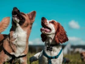 Petolo Hundehaftpflicht Hundehaftpflichtversicherung Tierversicherung